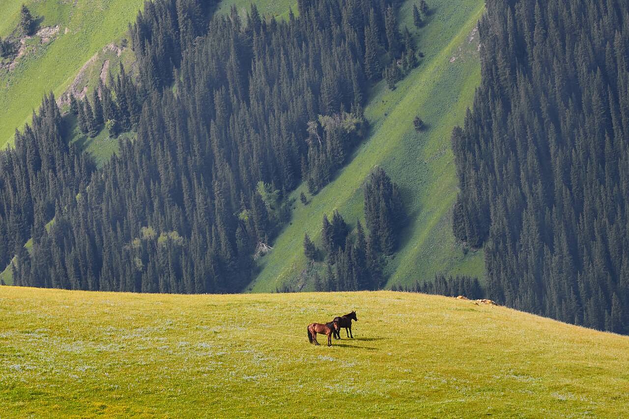 新疆技能学习指南，从入门到进阶的实用指南